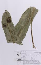 Niphidium crassifolium. Herbarium specimen of a narrowly elliptic, entire fertile frond from a cultivated plant, AK 256206.
 Image: Auckland Museum © Auckland Museum CC BY-NC 3.0 NZ